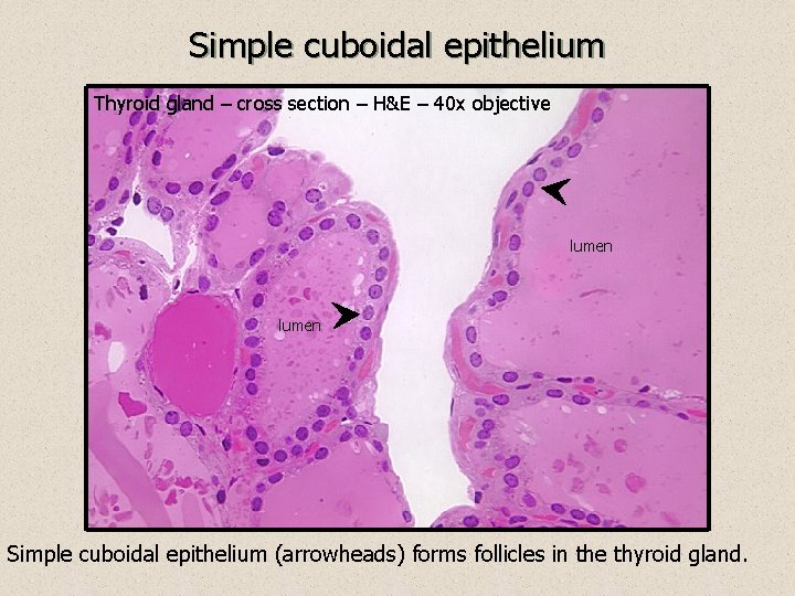 Simple cuboidal epithelium Thyroid gland – cross section – H&E – 40 x objective