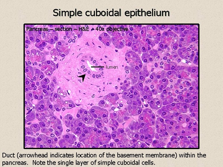 Simple cuboidal epithelium Pancreas – section – H&E – 40 x objective lumen Duct