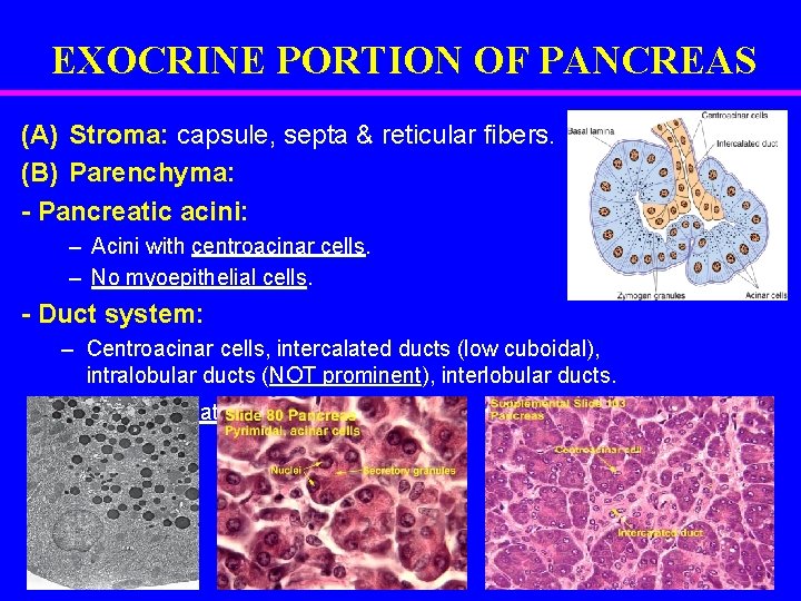 EXOCRINE PORTION OF PANCREAS (A) Stroma: capsule, septa & reticular fibers. (B) Parenchyma: -