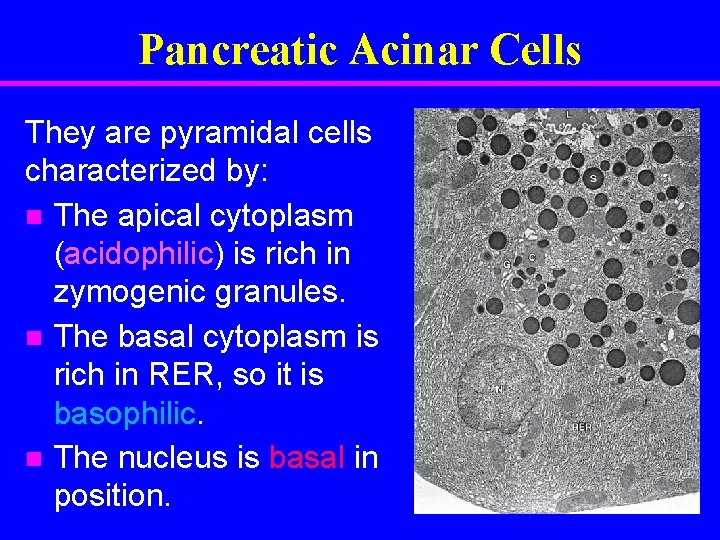 Pancreatic Acinar Cells They are pyramidal cells characterized by: The apical cytoplasm (acidophilic) is