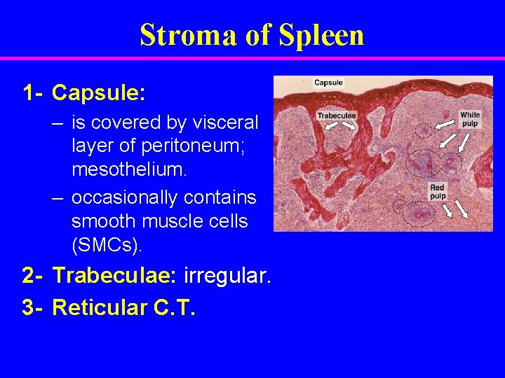 Stroma of Spleen 1 - Capsule: – is covered by visceral layer of peritoneum;