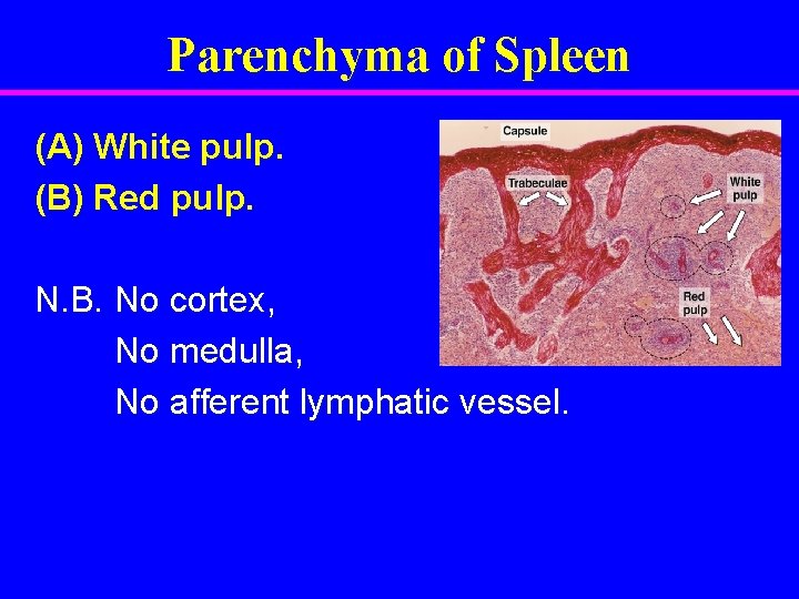 Parenchyma of Spleen (A) White pulp. (B) Red pulp. N. B. No cortex, No