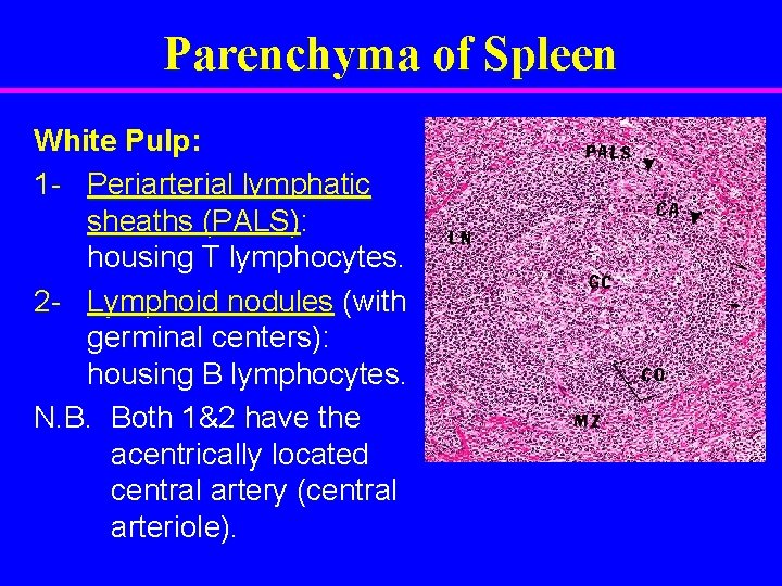 Parenchyma of Spleen White Pulp: 1 - Periarterial lymphatic sheaths (PALS): housing T lymphocytes.