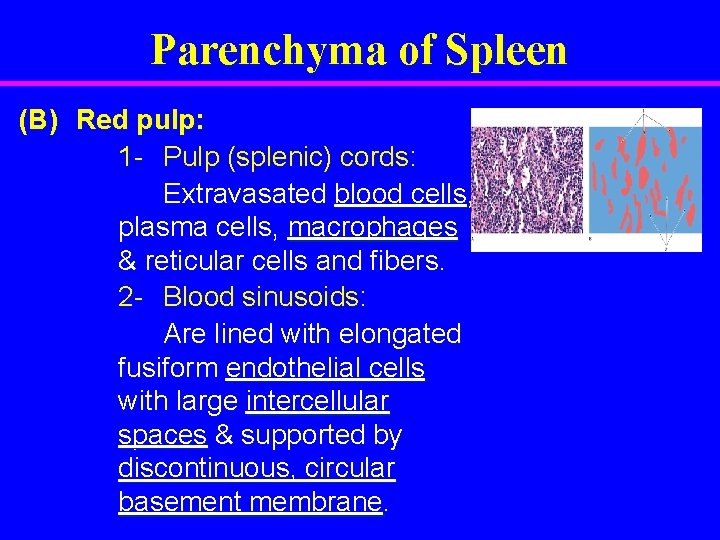 Parenchyma of Spleen (B) Red pulp: 1 - Pulp (splenic) cords: Extravasated blood cells,
