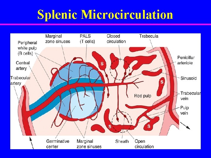 Splenic Microcirculation 