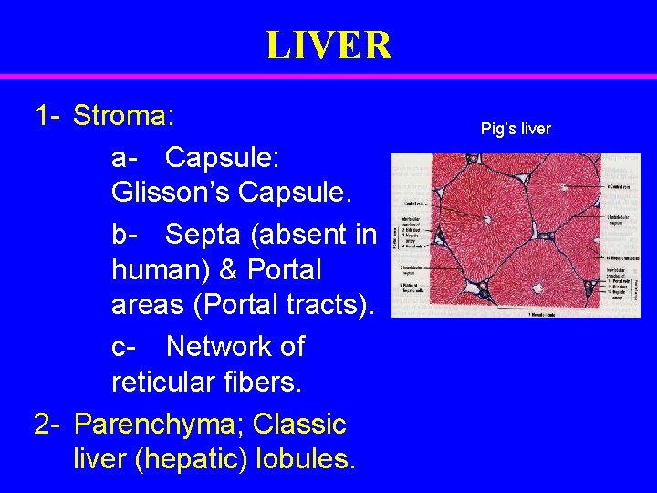 LIVER 1 - Stroma: a- Capsule: Glisson’s Capsule. b- Septa (absent in human) &