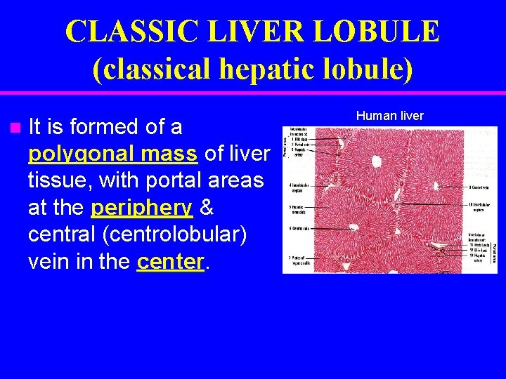 CLASSIC LIVER LOBULE (classical hepatic lobule) It is formed of a polygonal mass of