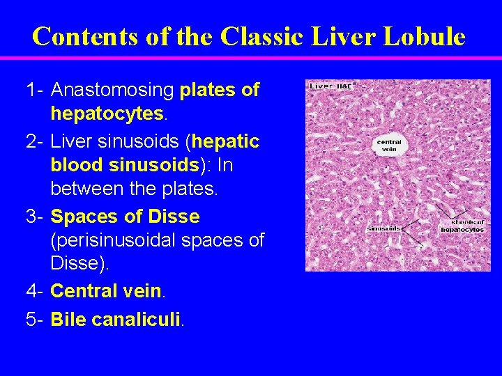 Contents of the Classic Liver Lobule 1 - Anastomosing plates of hepatocytes. 2 -