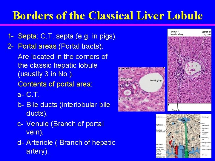 Borders of the Classical Liver Lobule 1 - Septa: C. T. septa (e. g.