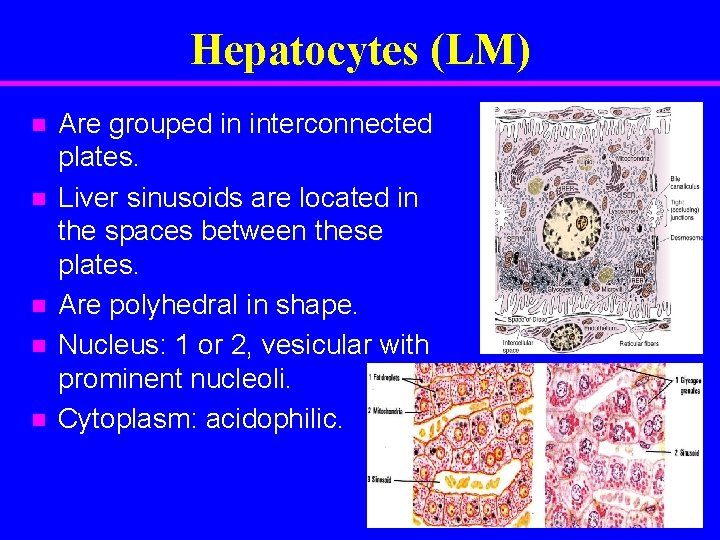 Hepatocytes (LM) Are grouped in interconnected plates. Liver sinusoids are located in the spaces