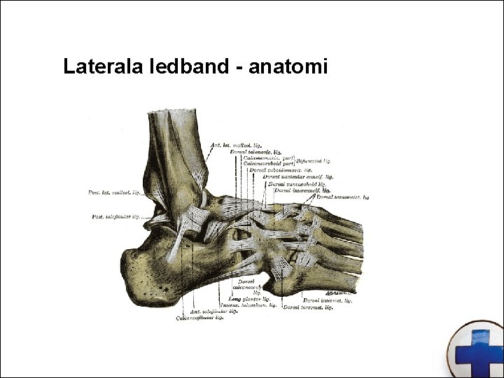 Laterala ledband - anatomi 