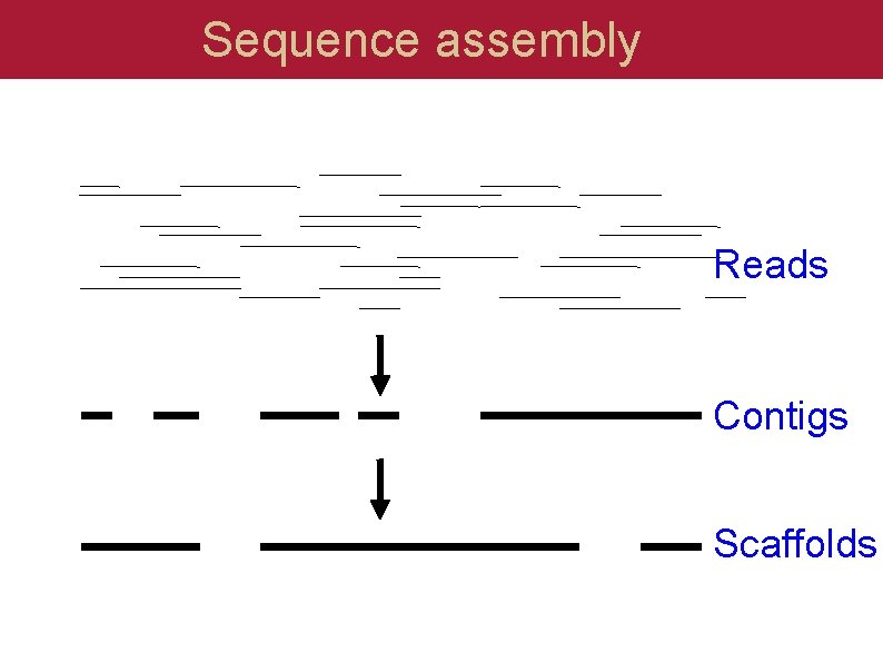 Sequence assembly Reads Contigs Scaffolds  Sequence assembly Reads Contigs Scaffolds
