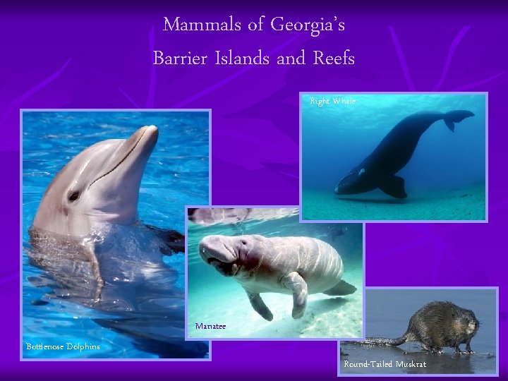 Mammals of Georgia’s Barrier Islands and Reefs Right Whale Manatee Bottlenose Dolphins Round-Tailed Muskrat