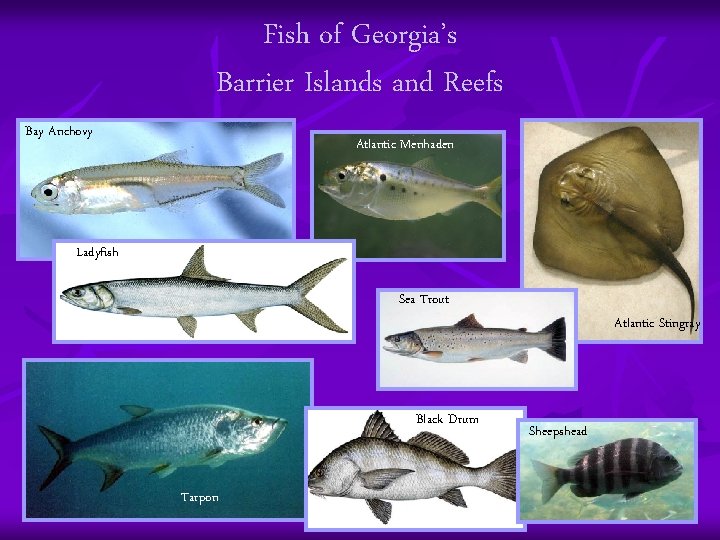 Fish of Georgia’s Barrier Islands and Reefs Bay Anchovy Atlantic Menhaden Ladyfish Sea Trout