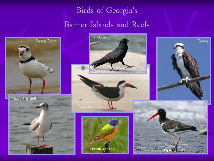 Birds of Georgia’s Barrier Islands and Reefs Piping Plover Fish Crow Osprey Laughing Gull