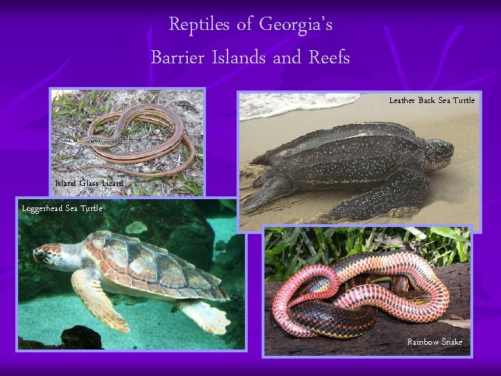 Reptiles of Georgia’s Barrier Islands and Reefs Leather Back Sea Turtle Island Glass Lizard