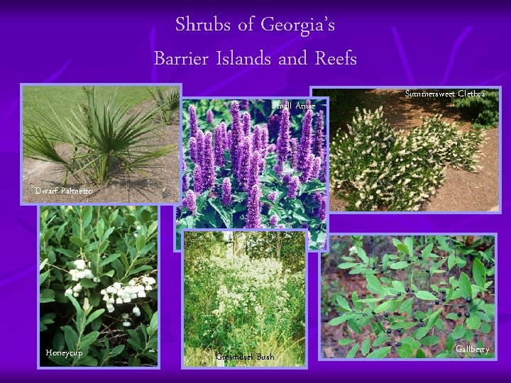 Shrubs of Georgia’s Barrier Islands and Reefs Small Anise Summersweet Clethra Dwarf Palmetto Honeycup