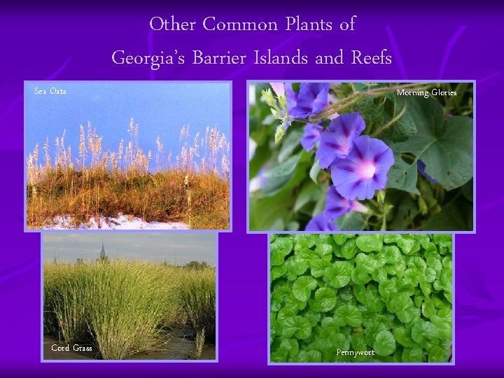Other Common Plants of Georgia’s Barrier Islands and Reefs Sea Oats Cord Grass Morning