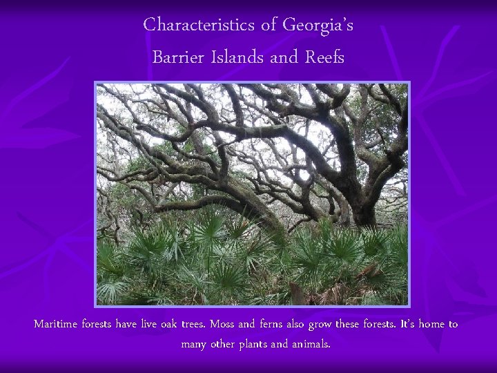 Characteristics of Georgia’s Barrier Islands and Reefs Maritime forests have live oak trees. Moss