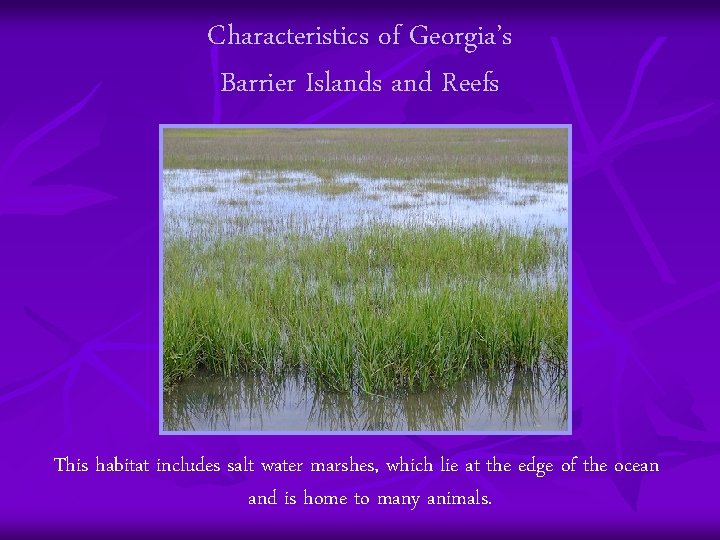 Characteristics of Georgia’s Barrier Islands and Reefs This habitat includes salt water marshes, which