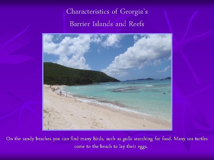 Characteristics of Georgia’s Barrier Islands and Reefs On the sandy beaches you can find