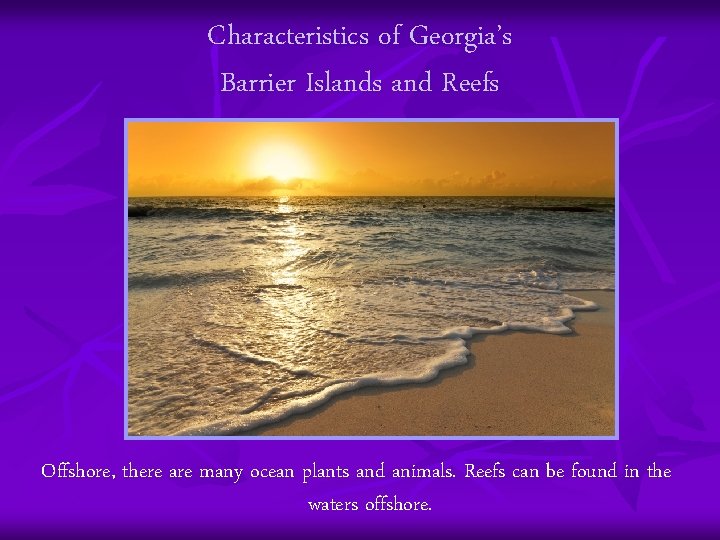 Characteristics of Georgia’s Barrier Islands and Reefs Offshore, there are many ocean plants and