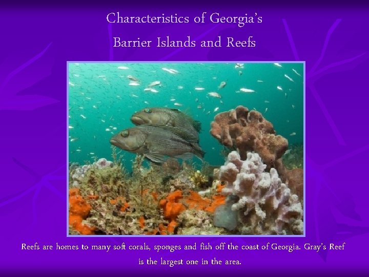 Characteristics of Georgia’s Barrier Islands and Reefs are homes to many soft corals, sponges