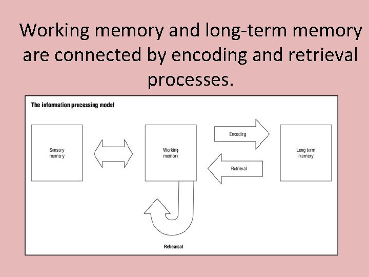 Working memory and long-term memory are connected by encoding and retrieval processes. 