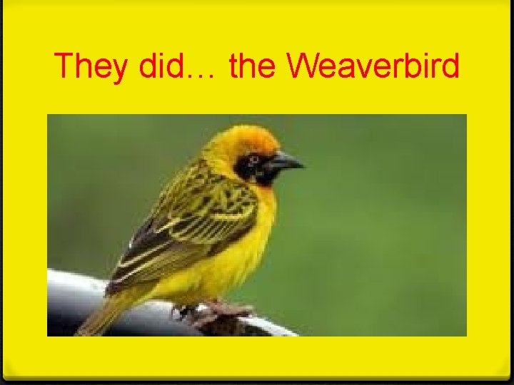 They did… the Weaverbird 