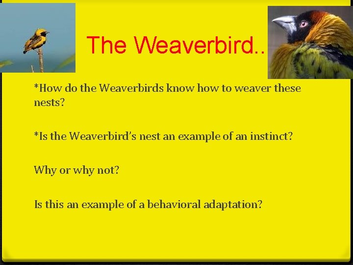 The Weaverbird. . *How do the Weaverbirds know how to weaver these nests? *Is