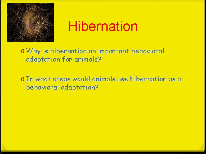 Hibernation 0 Why is hibernation an important behavioral adaptation for animals? 0 In what