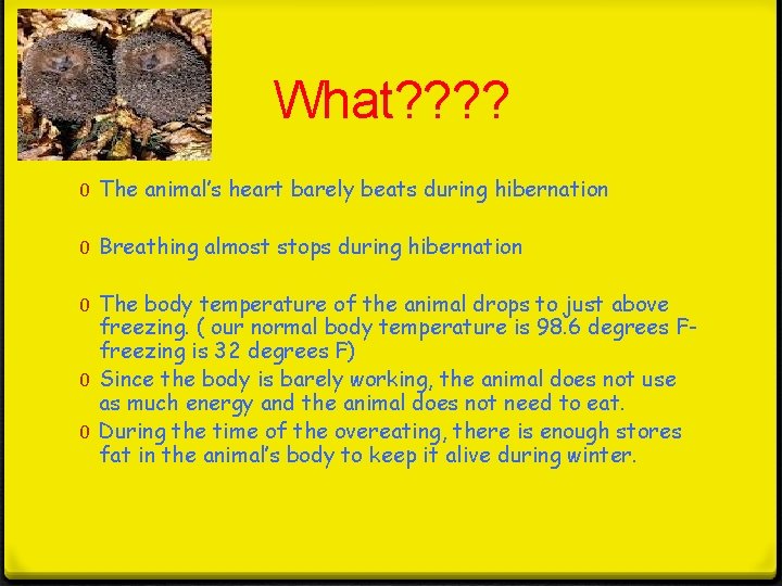What? ? 0 The animal’s heart barely beats during hibernation 0 Breathing almost stops What? ? 0 The animal’s heart barely beats during hibernation 0 Breathing almost stops