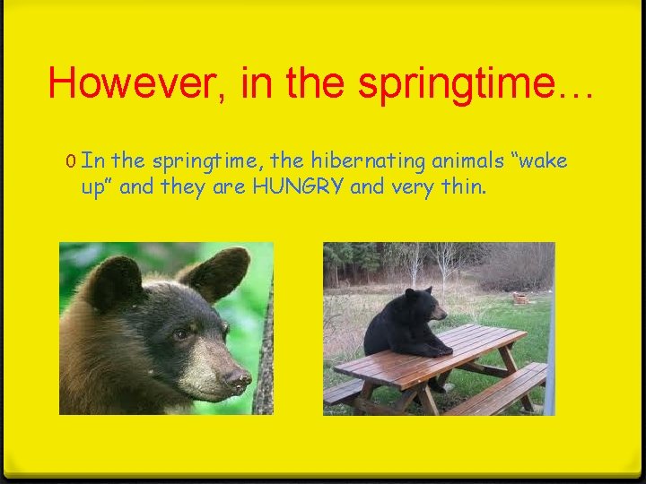 However, in the springtime… 0 In the springtime, the hibernating animals “wake up” and