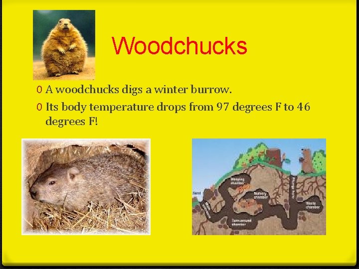 Woodchucks 0 A woodchucks digs a winter burrow. 0 Its body temperature drops from