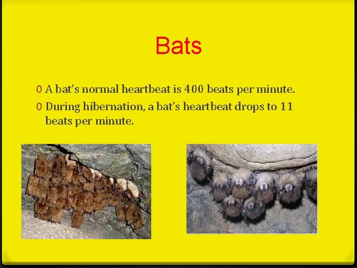 Bats 0 A bat’s normal heartbeat is 400 beats per minute. 0 During hibernation,