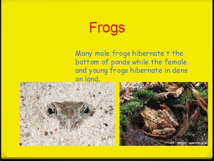 Frogs Many male frogs hibernate t the bottom of ponds while the female and