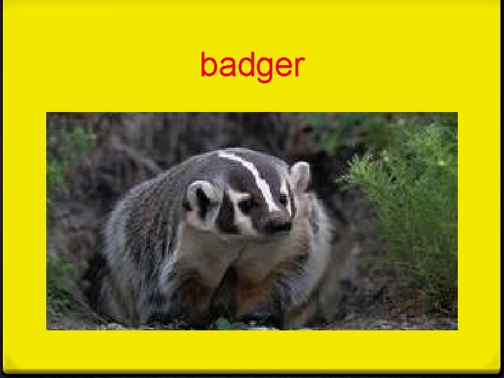 badger 
