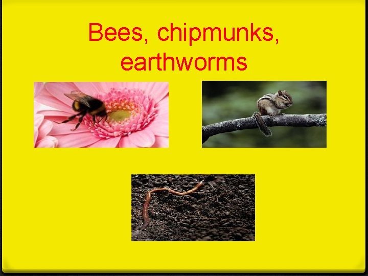 Bees, chipmunks, earthworms 