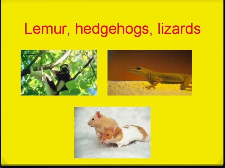 Lemur, hedgehogs, lizards 