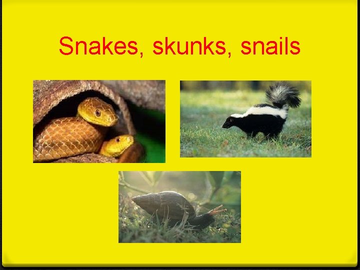 Snakes, skunks, snails Snakes, skunks, snails