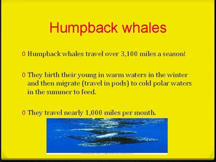 Humpback whales 0 Humpback whales travel over 3, 100 miles a season! 0 They