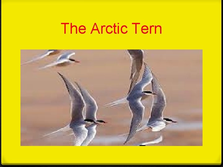 The Arctic Tern The Arctic Tern