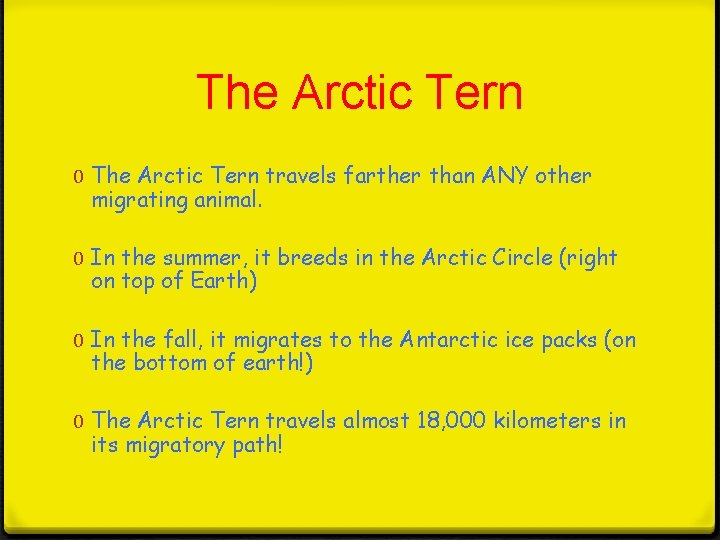 The Arctic Tern 0 The Arctic Tern travels farther than ANY other migrating animal.