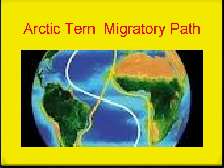 Arctic Tern Migratory Path Arctic Tern Migratory Path