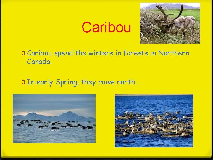 Caribou 0 Caribou spend the winters in forests in Northern Canada. 0 In early