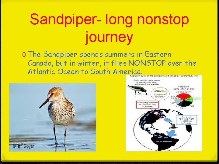 Sandpiper- long nonstop journey 0 The Sandpiper spends summers in Eastern Canada, but in Sandpiper- long nonstop journey 0 The Sandpiper spends summers in Eastern Canada, but in