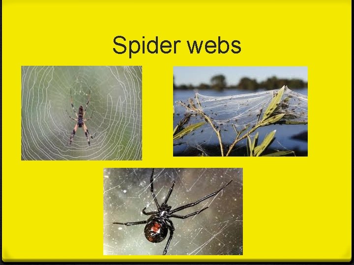 Spider webs Spider webs