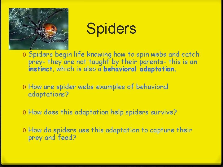 Spiders 0 Spiders begin life knowing how to spin webs and catch prey- they