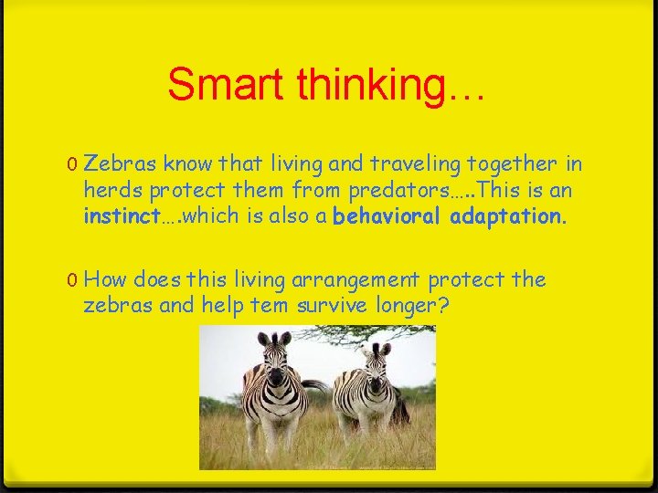 Smart thinking… 0 Zebras know that living and traveling together in herds protect them Smart thinking… 0 Zebras know that living and traveling together in herds protect them