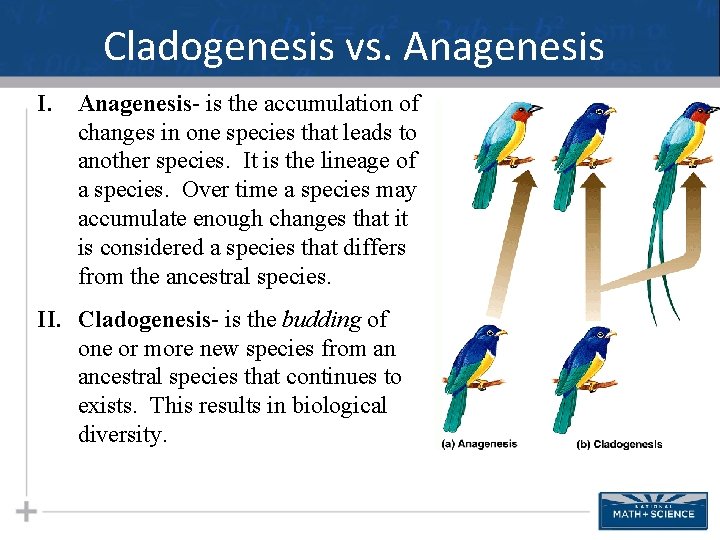 Cladogenesis vs. Anagenesis I. Anagenesis- is the accumulation of changes in one species that